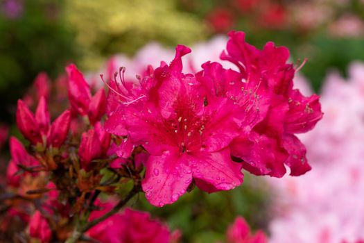 Azalee (Rhododendron japonicum), close up of the flower head