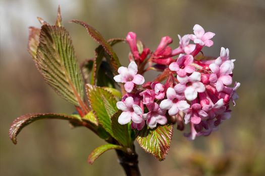 Viburnum (Viburnum farreri), flowers of the gardens