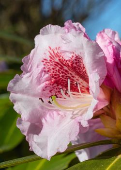 Rhododendron Hybrid Belami (Rhododendron hybrid), close up of the flower head in sunshine