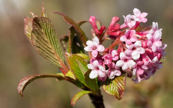 Viburnum (Viburnum farreri), flowers of the gardens