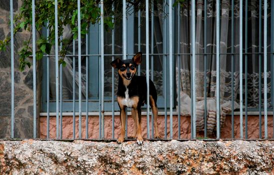 Eunapolis, Bahia / Brazil - March 1, 2008: Dog watches the street through the railing of his Eunapolis City Center house.

