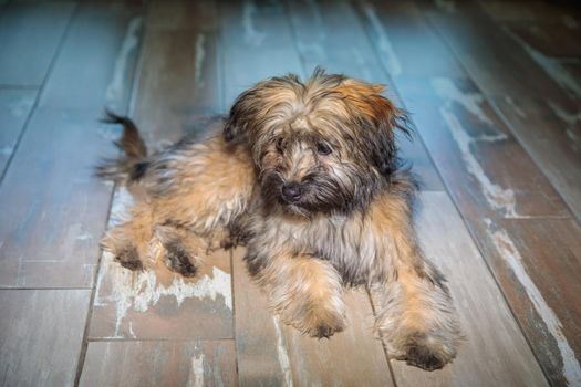 A small shaggy puppy is lying on the floor after playing. Lies indoors on light-colored tiles.