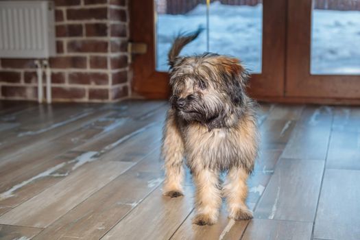 A small shaggy puppy is waiting for indoor play. Close-up