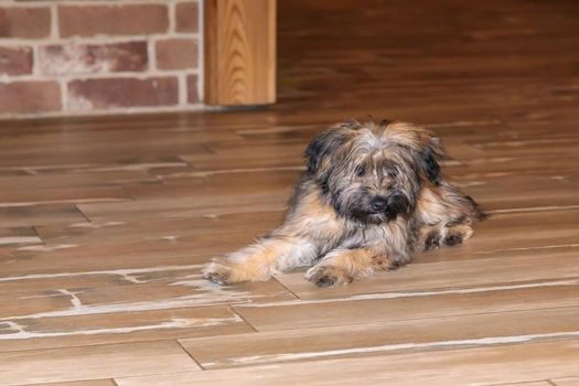 A small shaggy puppy is lying on the floor after playing. Lies indoors on light-colored tiles.