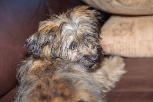 A small shaggy puppy lies on a leather sofa, turning back. Close-up