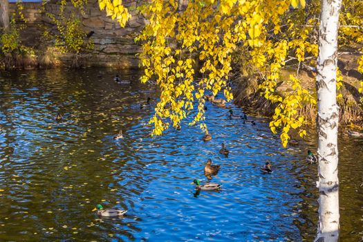 Several ducks swim in a pond in the park in search of food. Autumn season, yellow leaves on the birch.
