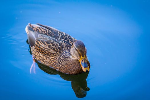 Lonely duck swims in a pond in autumn. Close-up