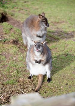 Grey kangaroo on the grass in zoo