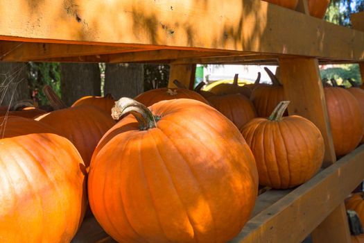 Harvest of orange winter pumpkins stored on wooden shelves