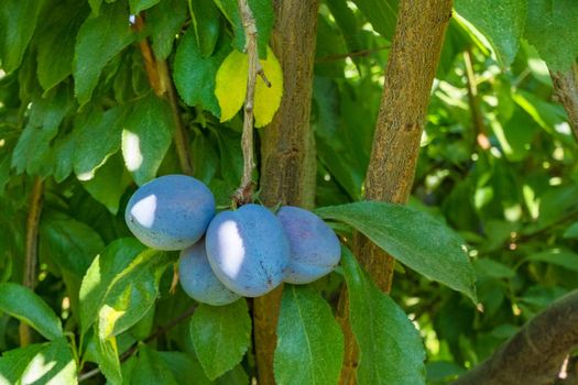 Prune plums on a brench. Ripen blue plums growing among the leaves
