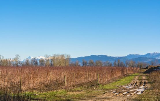 Cart way around blueberry farm field on later autumn in British Columbia