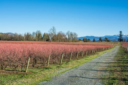 Field of leafless blueberry plants prepared for winter season