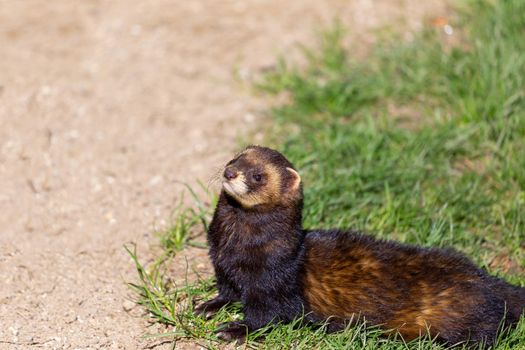 European polecat, Mustela putorius, in the British countryside