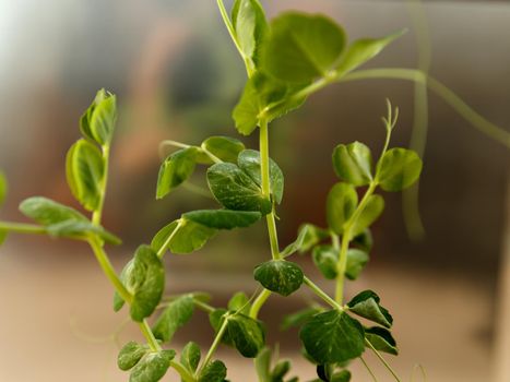Green pea sprout on mirror image background. Selective focus