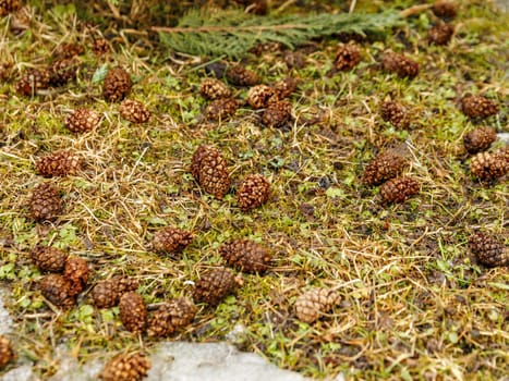 Pine cones uncovered by woodpeat on ground with grass. Selective focus