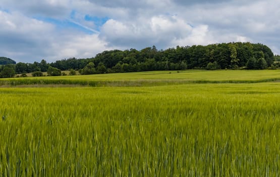 Big green fields of wheat trees and bushes in Kaczawskie mountains at cloudy day