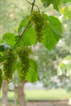 Fascicle green grape growing among the leaves. Vine branch with racemules of green grape