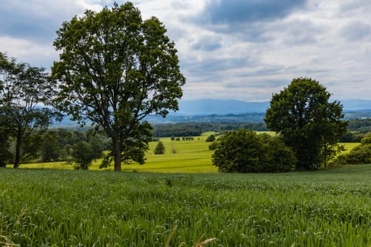 Big green fields of wheat trees and bushes in Kaczawskie mountains at cloudy day