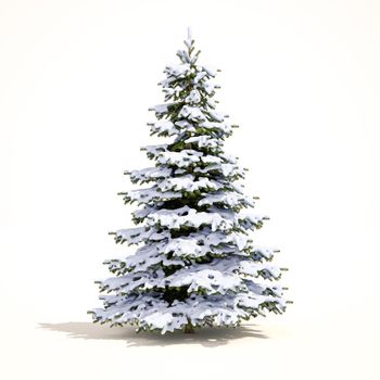Snow Covered Christmas Tree on White Background, Christmas-tree Background,  Noel Tree, New Year and Happy Holidays Celebrations,  Snow Tree Isolated
