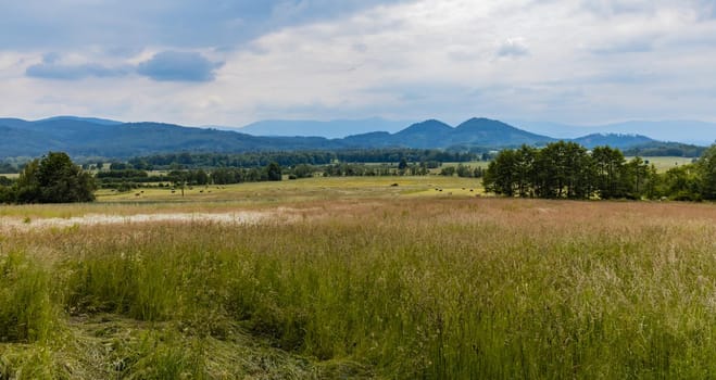 Big green fields of wheat trees and bushes in Kaczawskie mountains at cloudy day