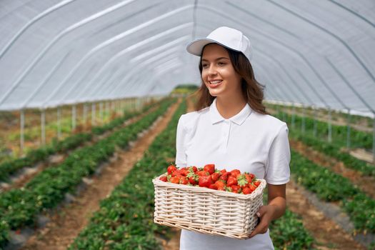 Front view of beautiful female wearing white cap and holding white basket with strawberries. Cute brunette is posing with strawberries in greenhouse and smiling. Concept of greenhouse.