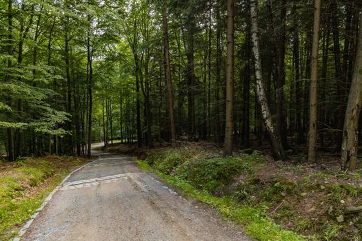 Long mountain trail with bushes and trees around in Karkonosze Giant Mountains