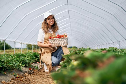 Front view of squatting woman wearing white cap and apron is holding big basket of strawberries. Curly brunette is harvesting strawberries in greenhouse and smiling . Concept of greenhouse.