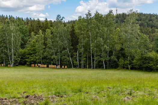 Small green glade with beehive for bees next to high trees 