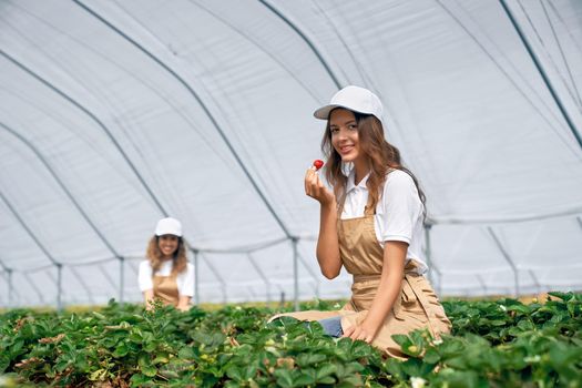 Side view of two female workers are picking and tasting strawberries . Two brunettes wearing white caps and aprons are working in greenhouse. Concept of plantation.