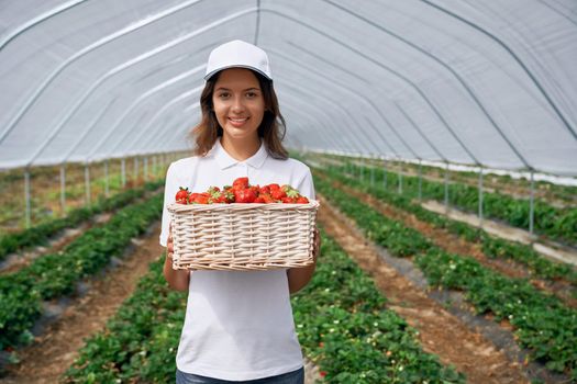 Front view of beautiful female wearing white cap and holding white basket with fresh strawberries. Pretty field worker is posing with strawberries in greenhouse and smiling. Concept of gardening.