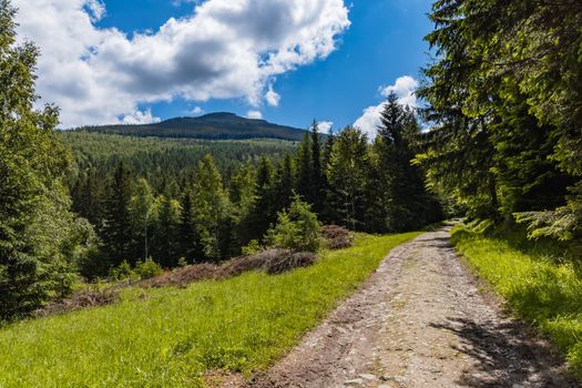 Long mountain trail with bushes and trees around in Karkonosze Giant Mountains