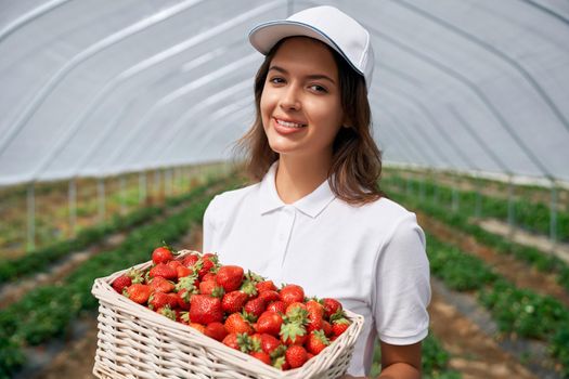 Front view of beautiful female wearing white cap and holding white basket with fresh strawberries. Pretty field worker is posing with strawberries in greenhouse and smiling. Concept of cultivation.