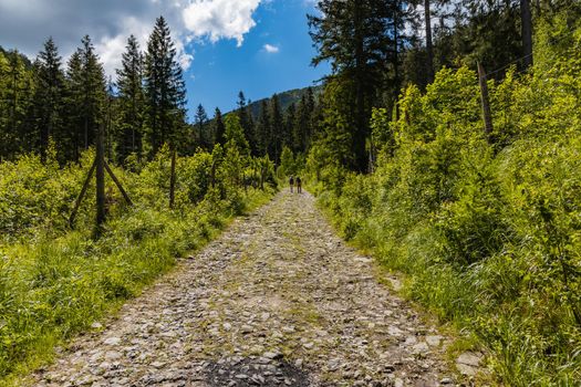 Long mountain trail with bushes and trees around in Karkonosze Giant Mountains