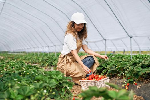 Side view of squatting woman wearing white cap and apron is picking strawberries in white basket. Curly brunette is harvesting strawberries in greenhouse and smiling . Concept of gardening.