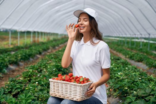Side view of squatting woman is harvesting strawberries in greenhouse. Cute field worker is posing in white cap and smelling just picked berry. Concept of fresh fruit.