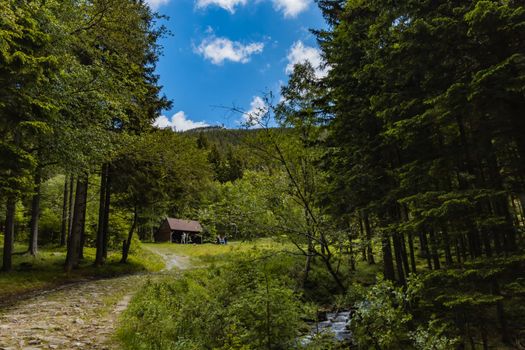 Long mountain trail with bushes and trees around in Karkonosze Giant Mountains