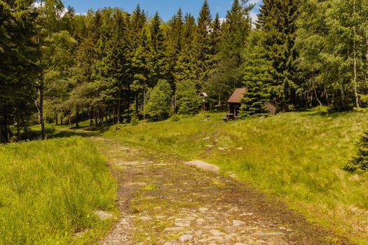 Long mountain trail with bushes and trees around in Karkonosze Giant Mountains