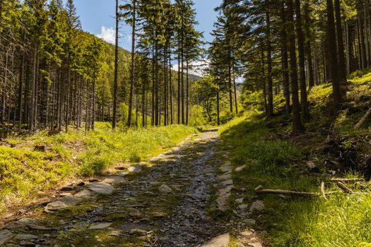 Long mountain trail with bushes and trees around in Karkonosze Giant Mountains