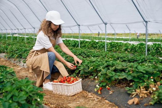 Side view of squatting woman wearing white cap and apron is picking strawberries in white basket. Curly brunette is harvesting strawberries in greenhouse . Concept of field worker.
