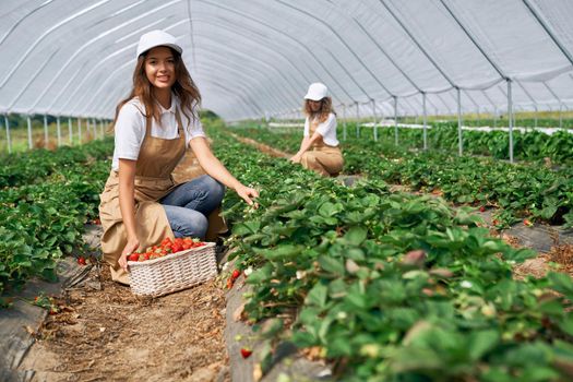 Front view of two squatting female wearing white caps and aprons are picking strawberries in white basket. Two brunettes are working in greenhouse and smiling. Concept of organic fruit.