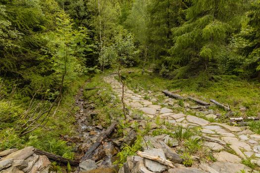 Long mountain trail with bushes and trees around in Karkonosze Giant Mountains