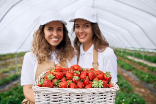 Close-up view of two female workers wearing white caps and aprons are holding big basket of fresh strawberries. Two brunettes are picking strawberries in greenhouse and smiling.