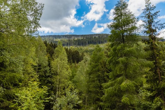 Beautiful panorama of high trees in high parts of the Giant Mountains