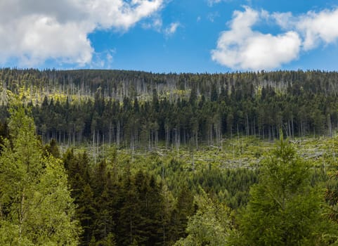 Beautiful panorama of high trees in high parts of the Giant Mountains