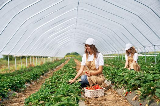 Front view of squatting women wearing white caps and aprons are picking strawberries in white basket. Two brunettes are harvesting strawberries in greenhouse. Concept of field work.