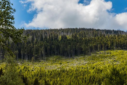 Beautiful panorama of high trees in high parts of the Giant Mountains