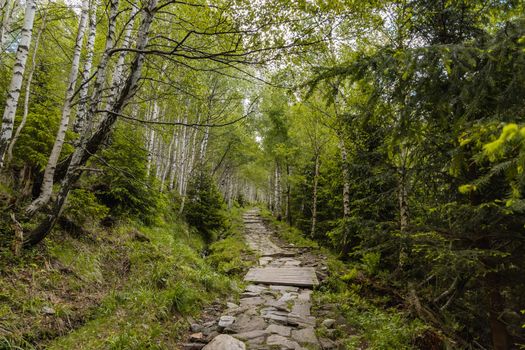 Long mountain trail with bushes and trees around in Karkonosze Giant Mountains