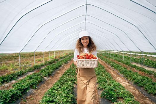 Front view of cute female wearing white cap and apron is holding big basket of fresh strawberries. Curly brunette is picking strawberries in greenhouse and smiling . Concept of farming.