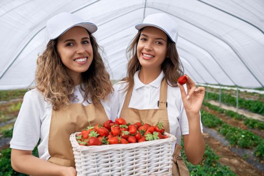 Front view of twosmiling women wearing white caps and aprons are holding big basket of fresh strawberries. Couple of brunettes are harvesting strawberries in greenhouse . Concept of plantation.