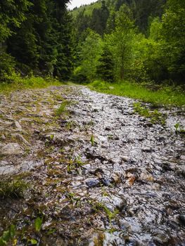 Long mountain trail with bushes and trees around in Karkonosze Giant Mountains